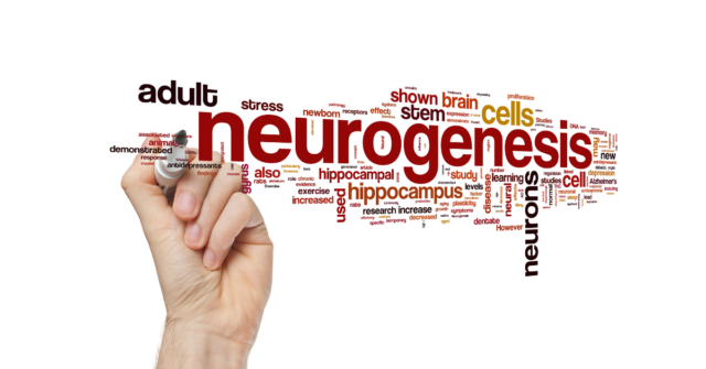 neurogenesis